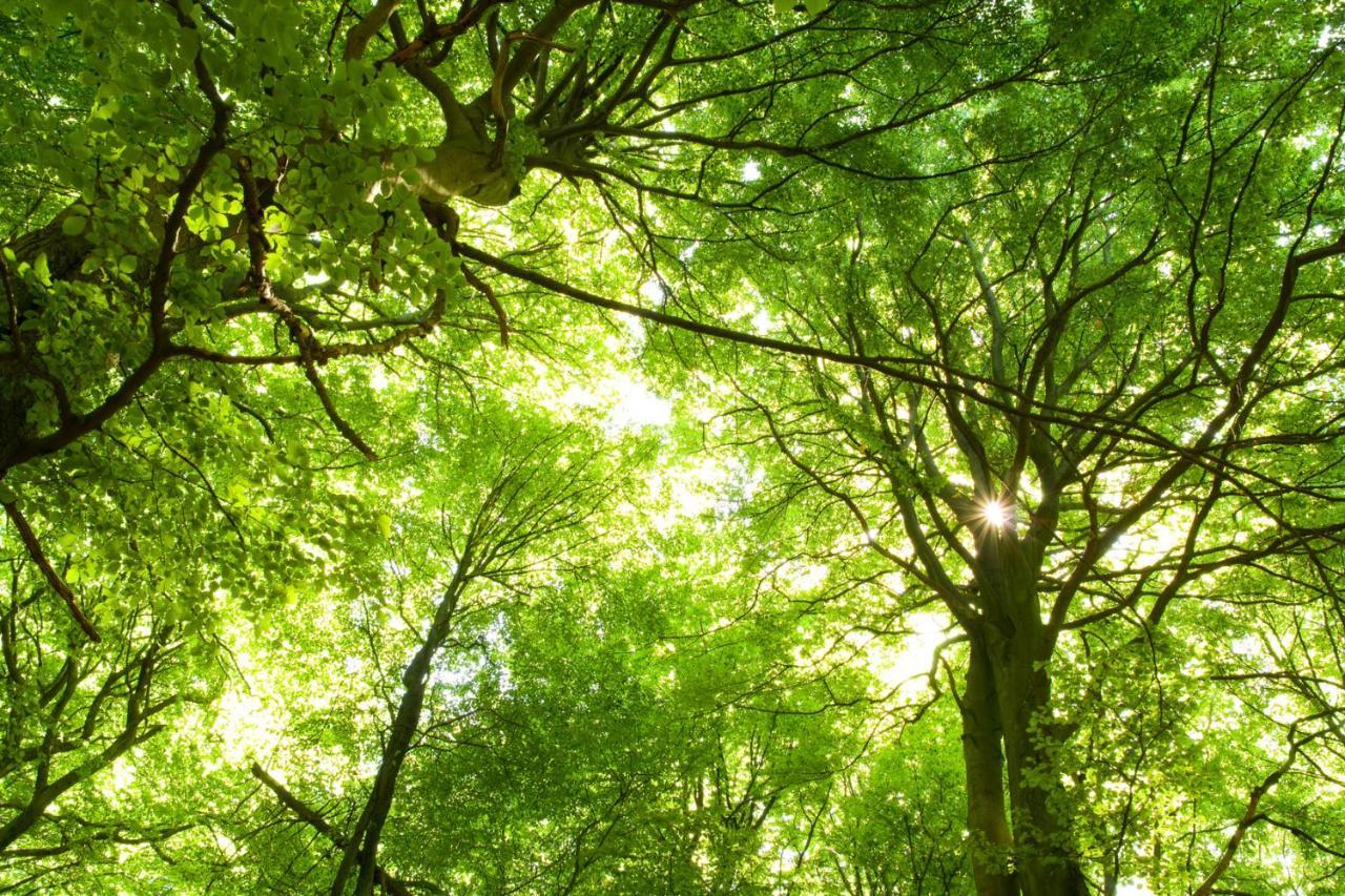 Ferienwohnung Am Weltnaturerbe Grumsin Ziehten Eksteriør billede