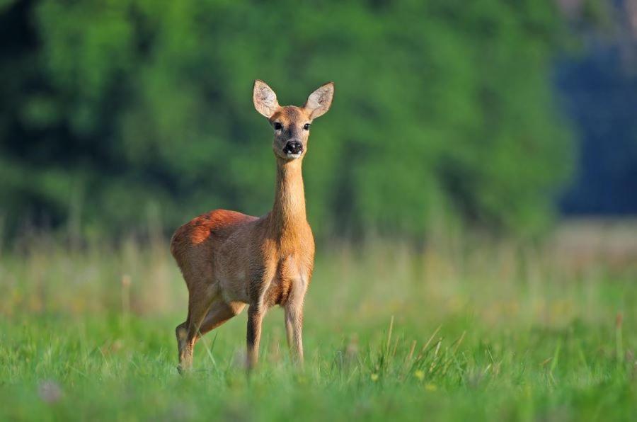 Ferienwohnung Am Weltnaturerbe Grumsin Ziehten Eksteriør billede