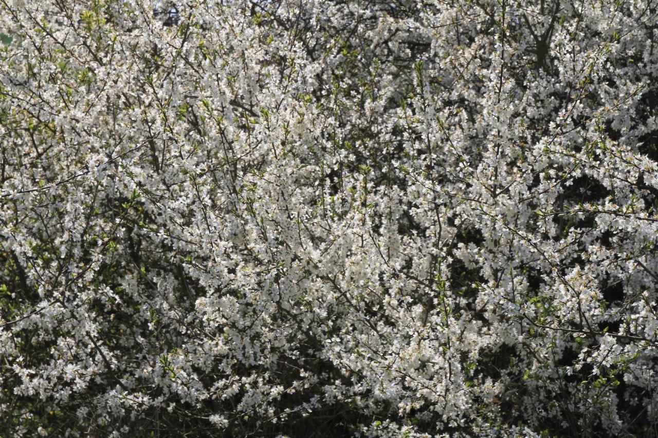 Ferienwohnung Am Weltnaturerbe Grumsin Ziehten Eksteriør billede