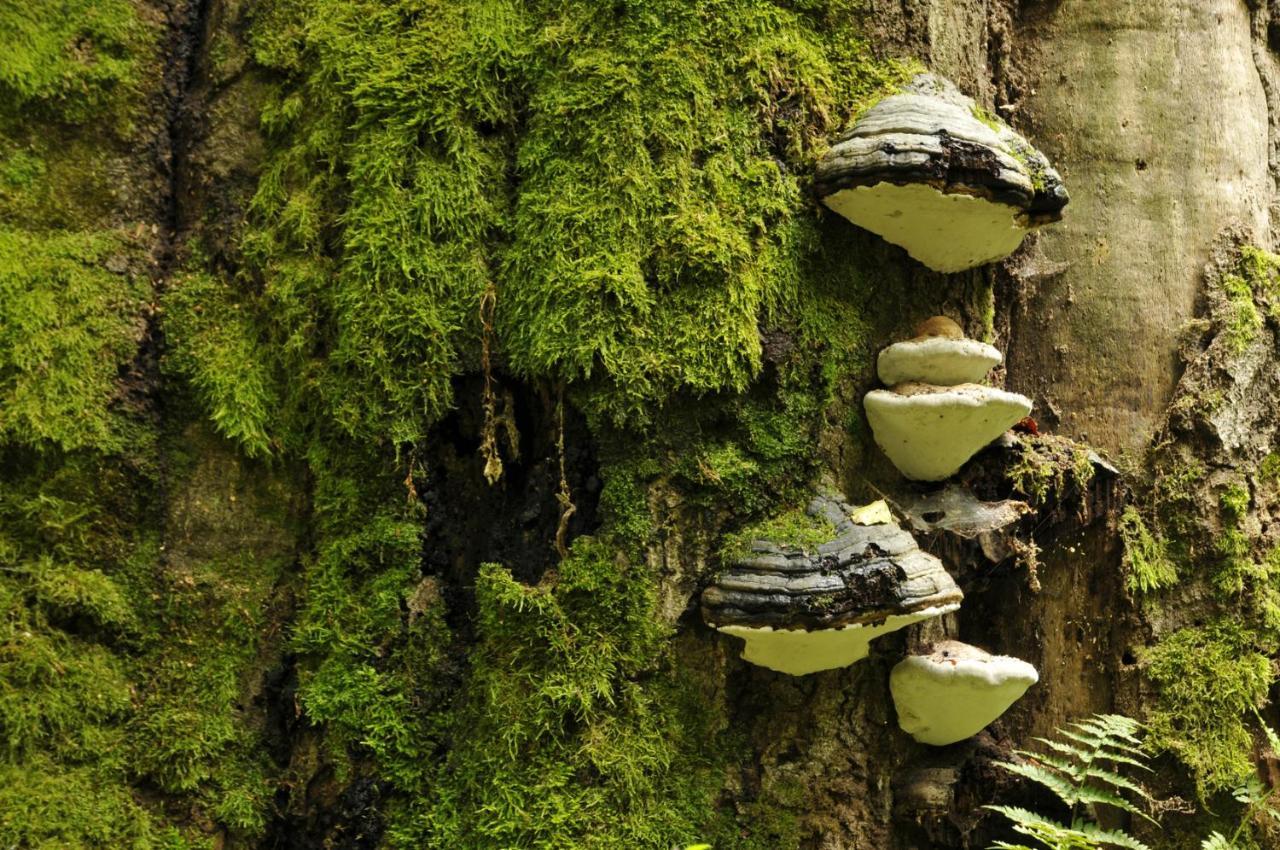 Ferienwohnung Am Weltnaturerbe Grumsin Ziehten Eksteriør billede